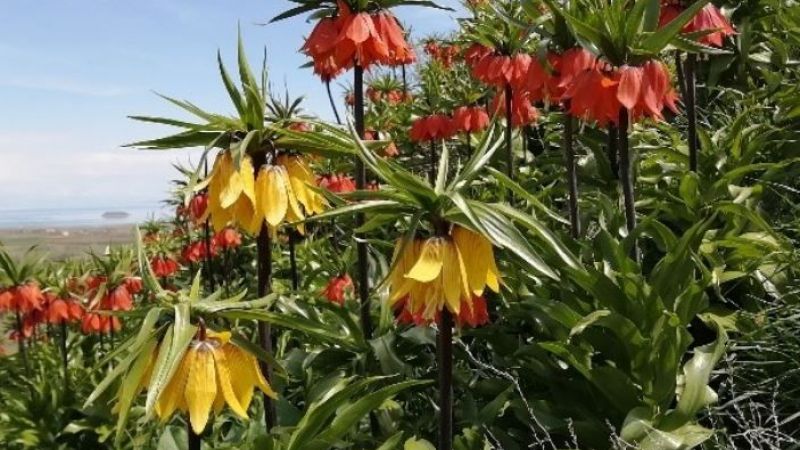 Ters laleleri koparanlara rekor ceza