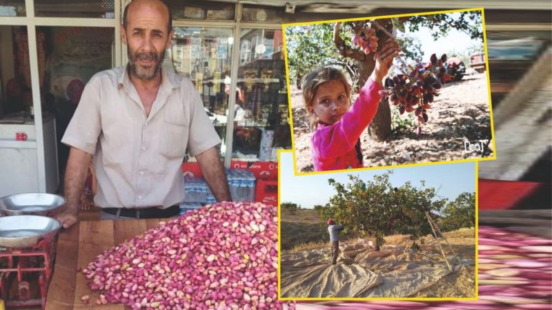 Urfa fıstığının yanına kimse yaklaşamıyor