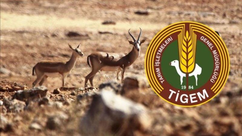 TİGEM 50 sözleşmeli teknik personel alacak