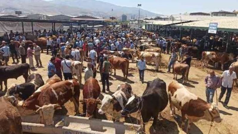 FLAŞ: Urfa’da hayvan pazarı kapatıldı !