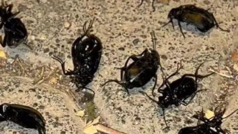 Urfa'yı böcek istilası sardı 