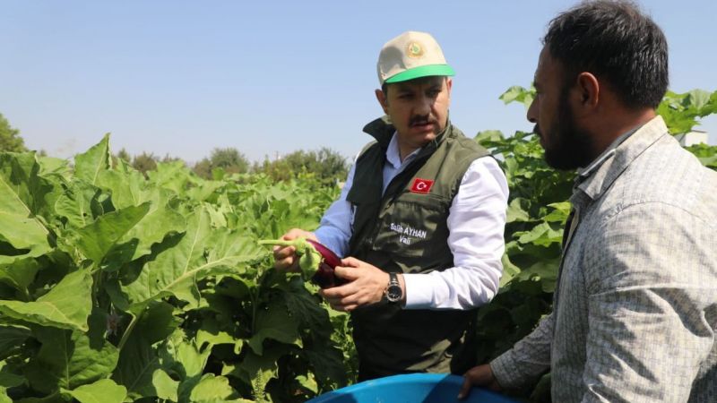 Vali Ayhan Birecik'te patlıcan hasadına katıldı