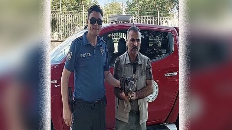 Urfa’da yaralı Kızıl Şahin koruma alındı