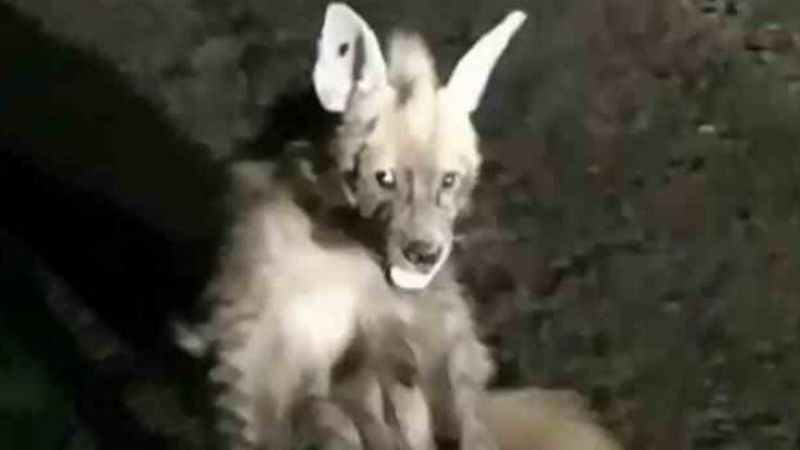 Urfa’da yaralı çizgili sırtlan görüldü