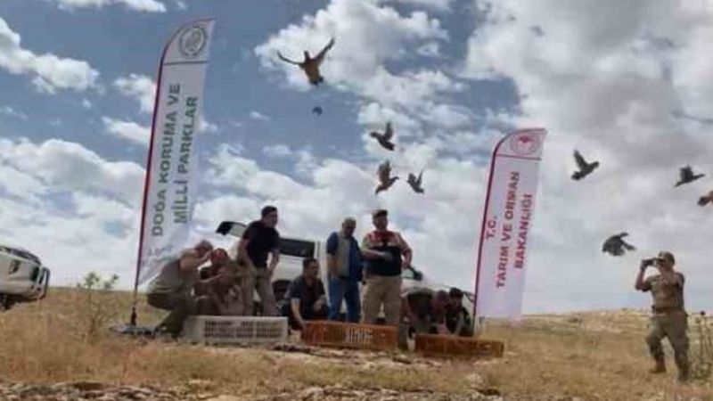 Urfa'da onlarca kınalı keklik doğaya salındı