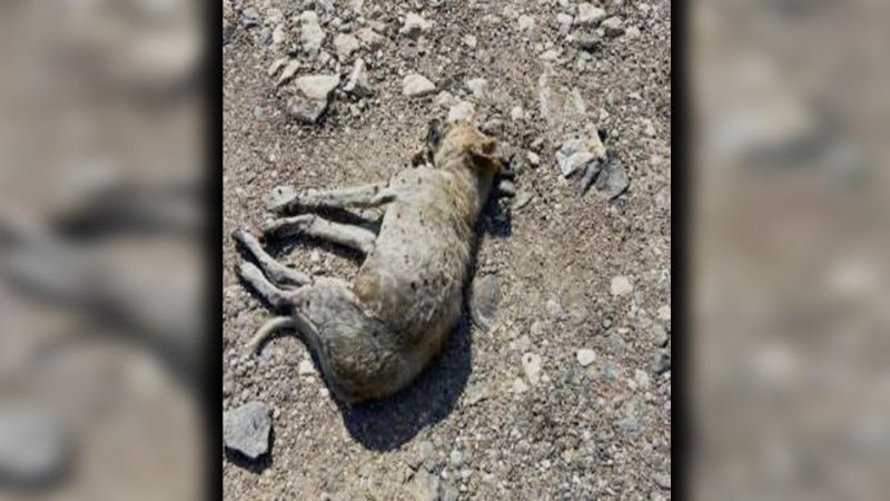 Arabanın çarptığı çizgili sırtlan telef oldu